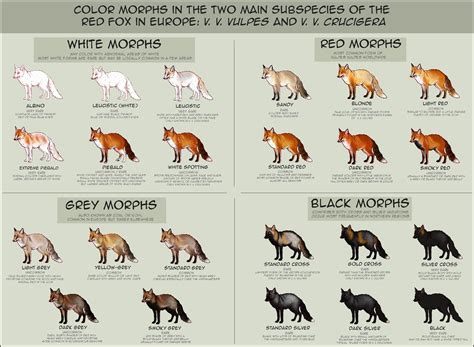 color morphs  european foxes crosspost  rfoxes rinfographics