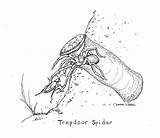 Trapdoor Spider Drawing Trap Spiders Cricket Catching Doors Illustration Feed Heartspm Young Her sketch template