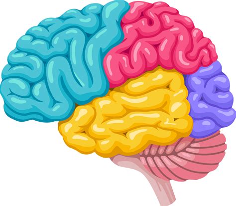 icono del simbolo del cerebro humano  png