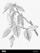 Hainbuche Botanical Engraving Medicinal Carpinus Betulus Hornbeam sketch template