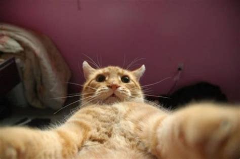 cat funniest selfie fanphobia celebrities database