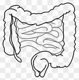 Intestine Digestive Abdominal Intestinos Pinclipart sketch template
