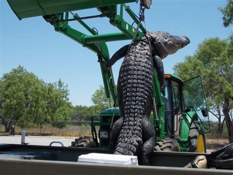 bigger in texas 800 pound gator bagged by teen