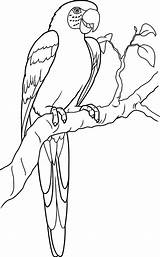 Parrot Outline Drawing Bird Coloring Cartoon Color Getdrawings sketch template