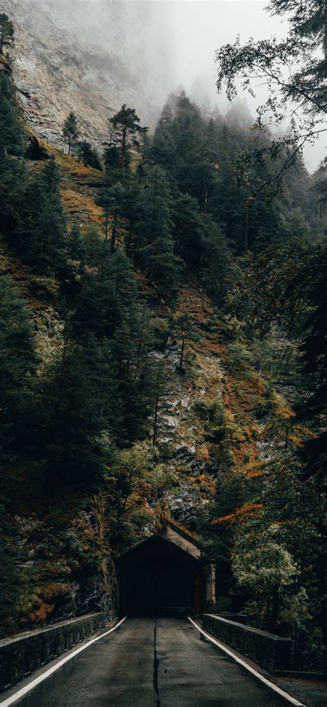 dark autumn forest wallpapers wallpaper cave