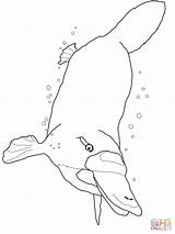 Platypus Coloring Swimming Underwater Perry Pages Color Printable Getcolorings Online Duckbill Supercoloring sketch template