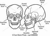 Cranio Anatomia sketch template