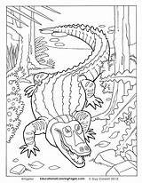 Coloring Alligator Pages Caiman Book Krokodil Swamp Creepers Printable Two Snapping Turtle American Animals Colouring Crawly Kleurplaten Animal Kids Snake sketch template