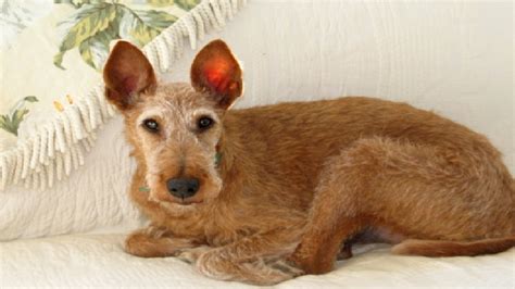 ch oh patrick darcy rose irish terrier rescue network