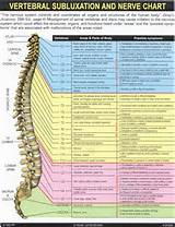 Pictures of Map Of The Spine