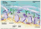 Images of Function Of Cholesterol In Cell Membrane