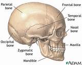 Vertebral Column Extends From The Skull To The Pictures