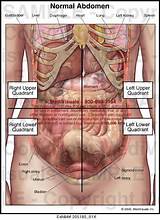 Organs In Abdominal Quadrants Pictures