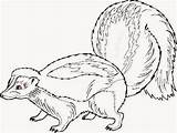 Skunk Ausmalbild Stinktiere 색칠 Skunks Mofetas Chachipedia 색칠하기 sketch template