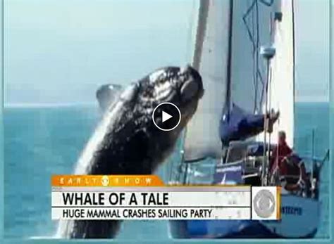 fodder whale crashes boat party dramatic  capture moment  video alcom