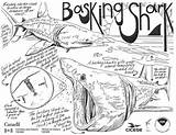 Biology Basking Shark Rum sketch template