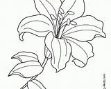 Lily Flower Drawing Line Coloring Pages Easter Tiger Getdrawings Lilies Flowers Printable Water Exotic Neo sketch template