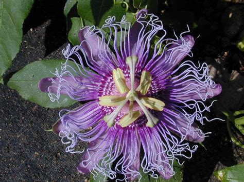 Passiflora Incarnata Aka Purple Passionflower Or Maypop Will Tolerate
