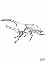 Beetle Hercules Insetos Beetles Supercoloring sketch template