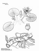 Nymphaea Odorata Ifas Species Overview Lilies sketch template