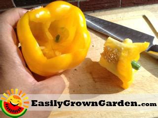 grow bell peppers  seed   grocery store easily