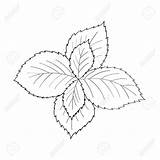 Mint Peppermint Drawing Plant Leaves Leaf Drawn Getdrawings Drawings sketch template