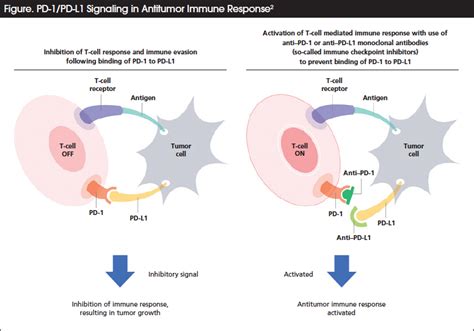 Rationale For Pd L1 Expression As A Biomarker In Immuno Oncology