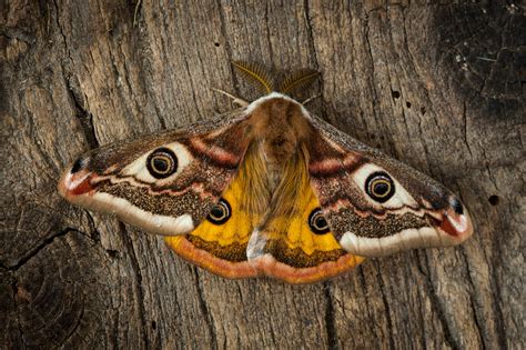 brown moth in garden fasci garden