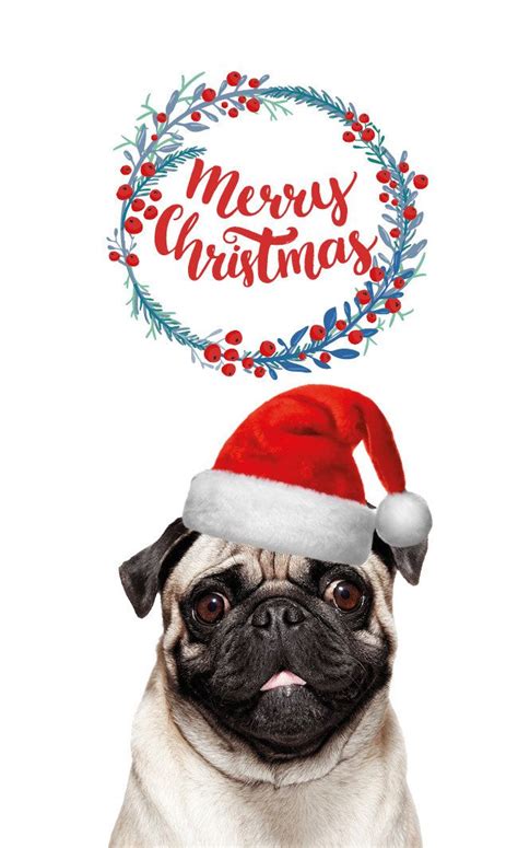 adorable pug christmas cards lsanpiero