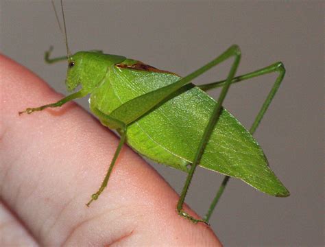 pictures of katydids anal sex movies