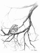 Charcoal Drawings Sketches Bluebird sketch template