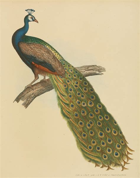 Indian Peacock Old Book Illustrations