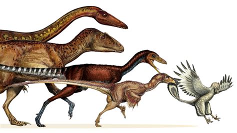 honey  shrunk  dinosaurs study traces dinosaur evolution  early birds fox news