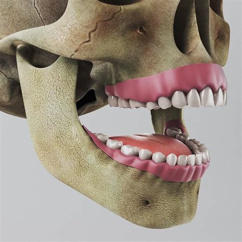 human dental skull teeth gums tongue anatomy  model  cgshape