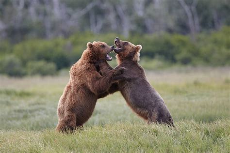 bear fight stock  pictures royalty  images istock