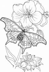 Adults Dementia 101coloring Characteristic Papillon Advanced Stumble Coloringsky sketch template