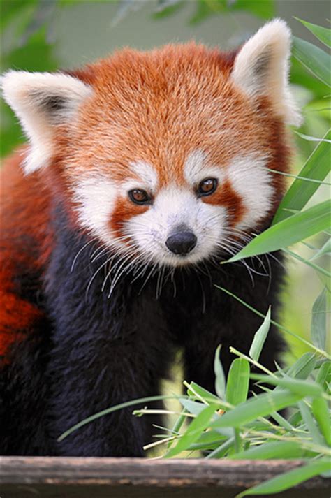 cybergata i love red pandas