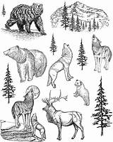 Stamps Stamp Rubber Wolf Clear Wildlife Unmounted Moon sketch template