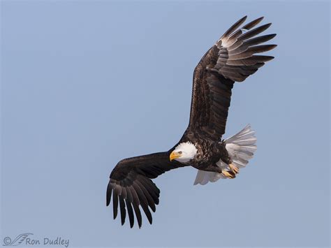 adult bald eagle  flight feathered photography