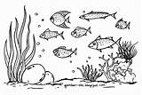 Mewarnai Laut Gambar Hewan Anak Ikan Tidak Gampang Binatang Susah Tahu Memang Langsung Kesulitan sketch template