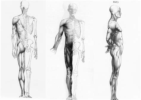 human anatomy   ways wallpapers hd desktop  mobile backgrounds