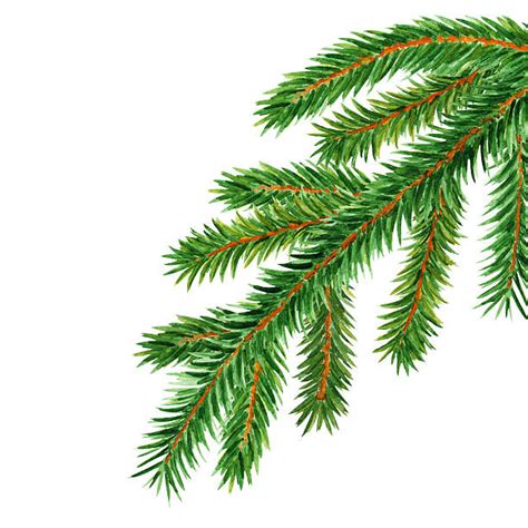douglas fir tree illustrations royalty  vector graphics clip art istock