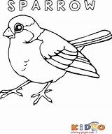 Pages Sparrow Bird Color Print Kids Printable Coloring Colouring sketch template