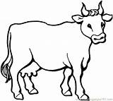 Cow Pages Coloring Printable Getdrawings sketch template