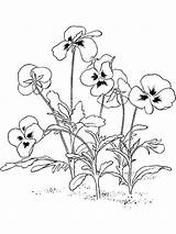 Violet Coloring Pages Flower Print Printable Recommended sketch template