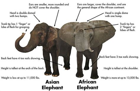 asian elephant  african elephant