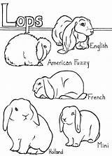 Lop Rabbit Eared Breeds Bunnies Holland Animalscoloring Rabbits sketch template