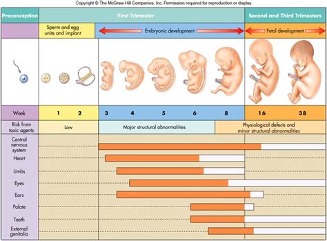Birth Defects Prenatal Development Interactive Lesson