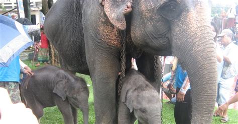 Thailand Daily Photo Elephant Twins In Surin