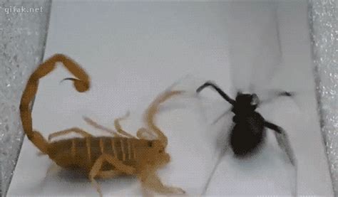 Scorpion Vs Spider Scorpion Funny Gags Black Widow